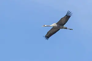 Common Crane in flight blue skies (Grus grus) migration