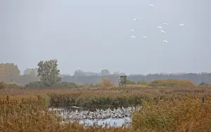 Common Crane & Great Egret (Grus grus & Ardea alba)