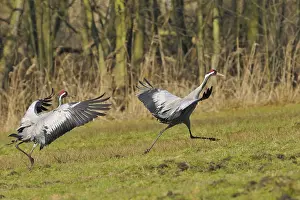 Common crane (Grus grus)