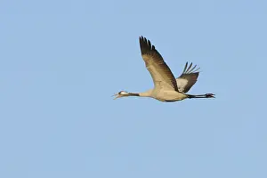 Common crane (Grus grus)