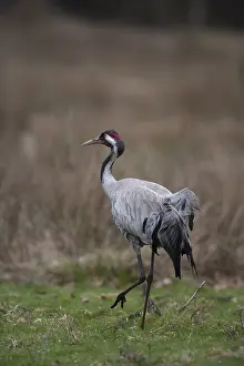 Common crane (Grus grus) adult bird in grassland
