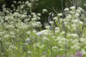 Common crane (Grus grus) adult bird in marshland in spring