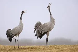 Common Crane (Grus grus) courting