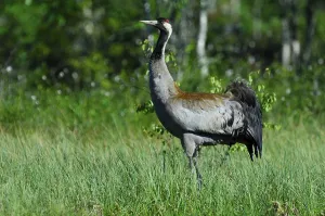 Common Crane (Grus grus) in first daylight