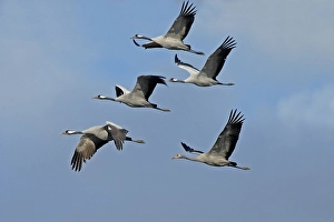 Common crane (Grus grus) in flight