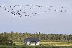 Common crane (Grus grus) -flock