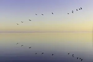 Common Crane (Grus grus) flying
