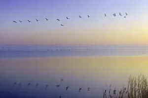 Common Crane (Grus grus) flying
