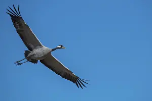 Common crane (grus grus), flying in front of a blue sky