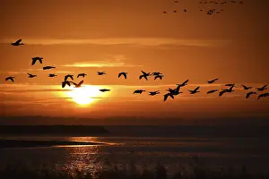 Common crane (Grus grus) flying at sunrise on the Darss