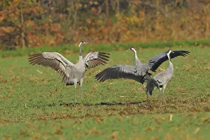 Common Crane, Grus grus, grey crane