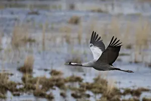 Common crane (Grus grus), Hornborga