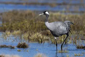 Common crane (Grus grus), Hornborga