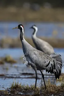 Common crane (Grus grus), Hornborga