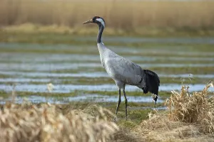 Common crane (Grus grus) on wetland
