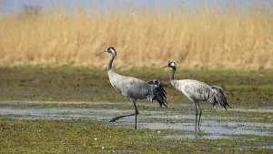 Common crane (Grus grus) on wetland