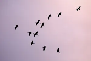Common cranee (Grus grus) in formation flight, Zingst, National Park Vorpommersche Boddenlandschaft, Mecklenburg-Western Pomerania, Germany, Europe