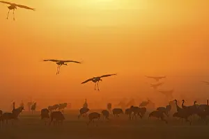 Common Cranes (Grus grus) at dawn, Germany, Europe