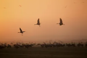 Common Cranes (Grus grus) in flight