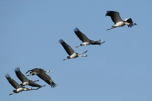 Common Cranes (Grus grus) in flight in the morning sun