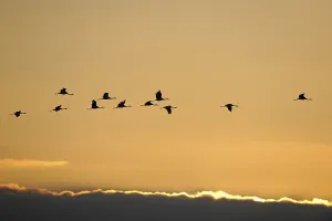 Common cranes (Grus grus), in flight at sunset