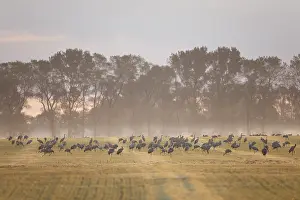 Common Cranes (Grus grus) foraging on a field in the early morning