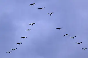 Common cranes (Grus grus) in formation flight