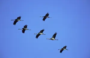 Common Cranes (Grus grus), Hornborgasjon, Sweden