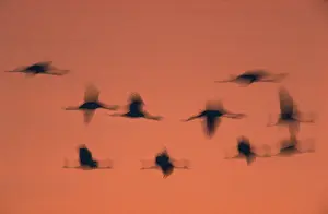 Common Cranes (Grus grus), Hornborgasjon, Sweden