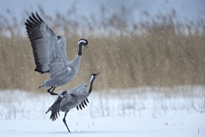 Common cranes (Grus grus), Mecklenburg-Vorpommern