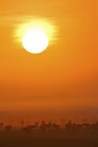 Common Cranes (Grus grus) at sunrise, Germany