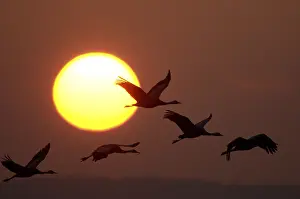 Common cranes (Grus grus) at sunset