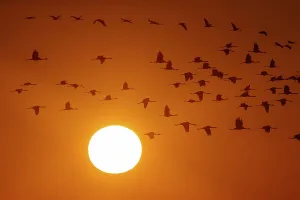 Common cranes (Grus grus), swarm of birds flying at sunrise