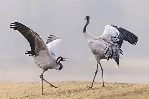 Common cranes (Grus grus) Vaestergoetland