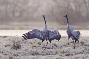Common cranes (Grus grus) Vastergotland