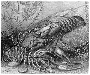 Common crayfish, european crayfish (Astacus astacus) or European crayfish