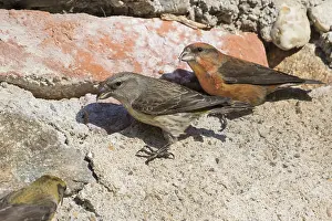 Common Crossbill - Fichtenkreuzschnabel - Loxia curvirostra ssp