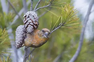 Common Crossbill - Fichtenkreuzschnabel - Loxia curvirostra ssp
