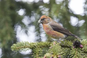 Common Crossbill - Fichtenkreuzschnabel - Loxia curvirostra ssp