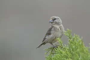 Common Crossbill - Fichtenkreuzschnabel - Loxia curvirostra ssp