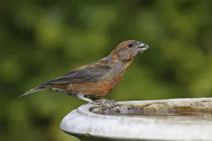 Common Crossbill (Loxia curvirostra)