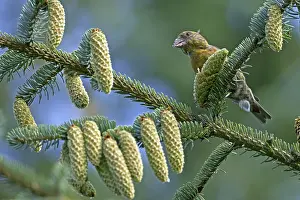 Common crossbill (Loxia curvirostra)