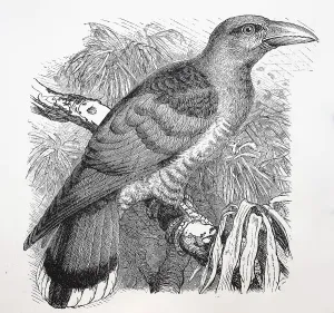 Common cuckoo (Cuculus canorus)