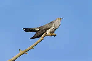 Common cuckoo (Cuculus canorus)