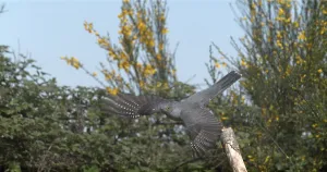 Common Cuckoo (cuculus canorus)