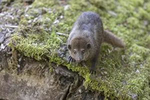 One Common cusimanse, Crossarchus obscurus