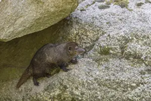 One Common cusimanse, Crossarchus obscurus