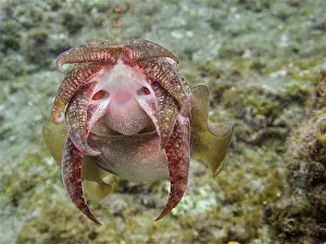 Common cuttlefish (Sepia officinalis)