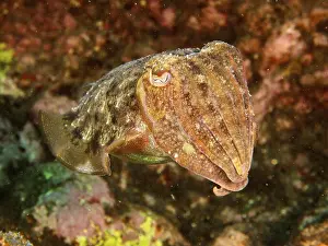 Common cuttlefish (Sepia officinalis)