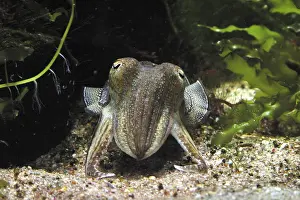 Common cuttlefish (Sepia officinalis)